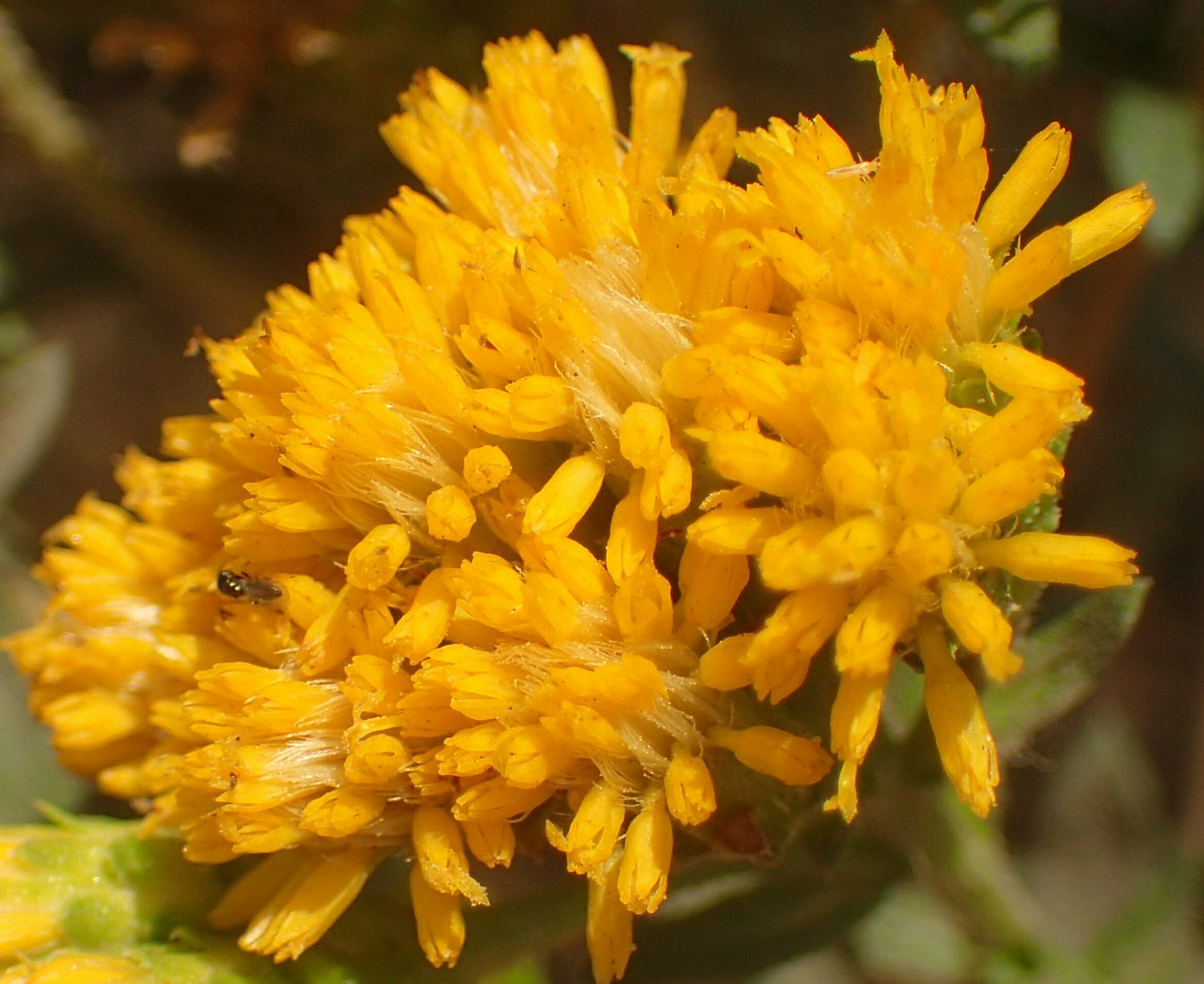 High Resolution Isocoma menziesii vernonioides Flower